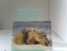 3D Ansichtskarten/Postkarten Eisbärenmutter mit Jungen (Kanada)