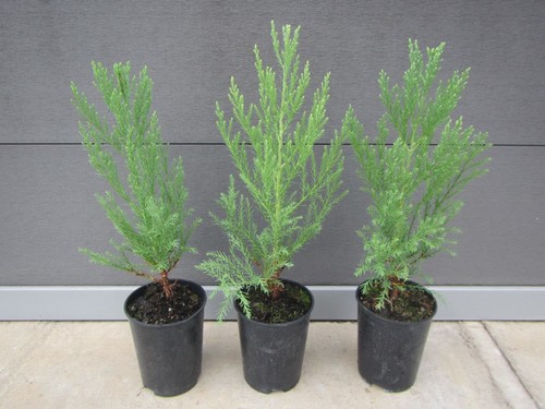 Sequoiadendron giganteum - ,