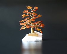 Glücksbaum Bonsai aus