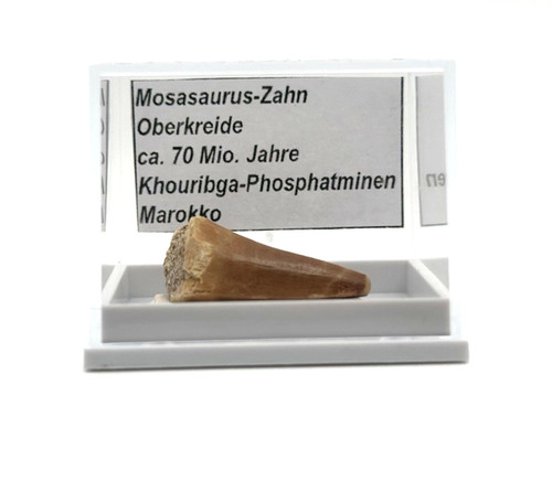 Schöner mosasaurus zahn - 1,