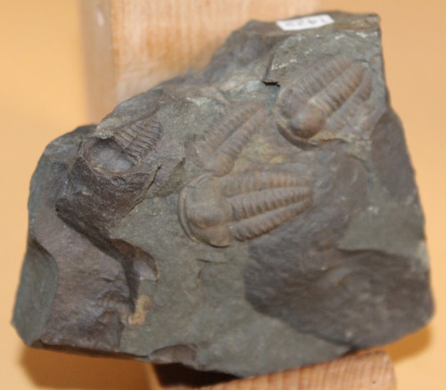 Ellipsocephalus hoffi - ellipsocephalus,