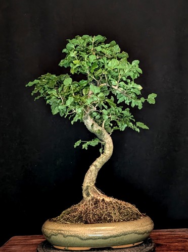 Bonsai chinesischer liguster - chinesischer,