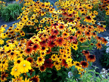 Sonnenhut Herbstwald - gelbe, braune, bronzefarbene Töne - Blumen Samen Saatgut