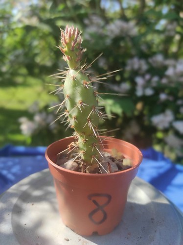 Opuntia winterhart frosthart - opuntia,
