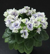 Hawkeye Mini Usambaraveilchen African Violet Blätter