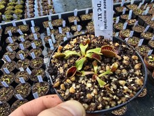 Dionaea muscipula 'DCXL' 