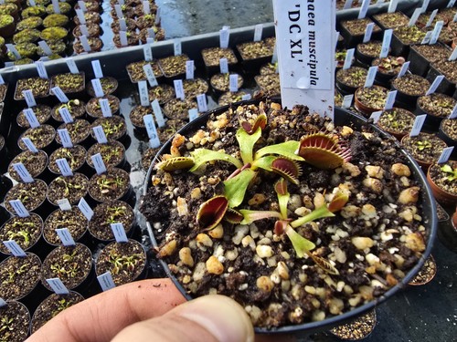 Dionaea muscipula dcxl - muscipula, 'dcxl'