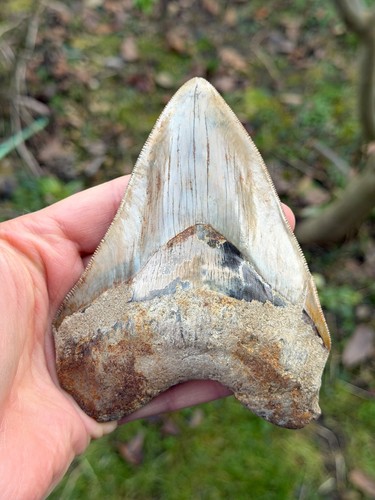 Fossiler megalodon hai - fossiler, zahn
