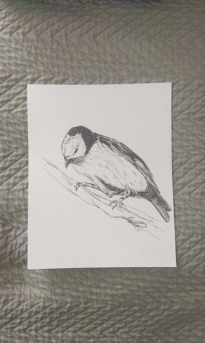 Kunst zeichnung vogel - zeichnung,