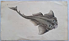 Edward Donovan Angel Shark