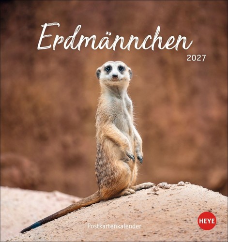 Erdmännchen