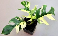 Rhaphidophora tetrasperma - rhaphidophora,