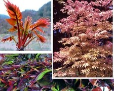 winterhart Gemüsebaum