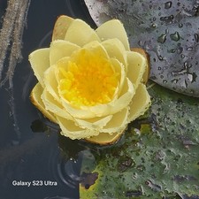 Seerose Nymphaea gelb Winterhart Groß