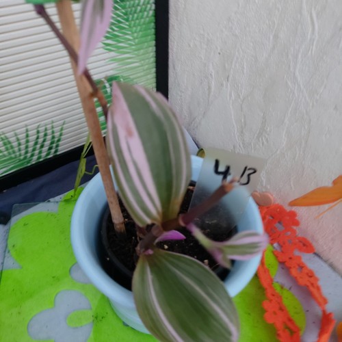 Tradescantia nanouk - tradescantia, "nanouk"