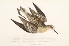 Temminck Strandläufer Stint Holzstich mit Passepartout koloriert 1891