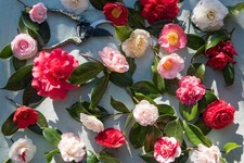 Camellia japonica Japanische Kamelie immergruen Blühpflanze 60-80cm Topf