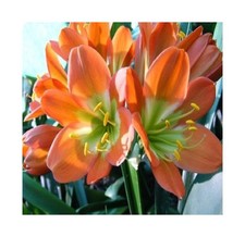 1x Clivia Bronze Green Centre Garten Pflanzen - Samen / Bulbs B953