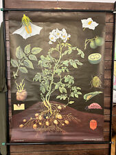 Wandkarte Kartoffel - Schulkarte Lehrkarte Rollkarte Botanische Karte vintage