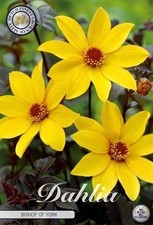 Päonienblütige gelbe