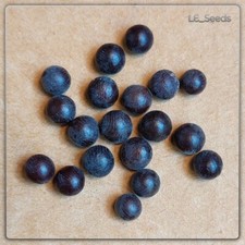 20 x Sabal minor Samen - Zwergpalmetto - winterhart - Garten - Terrasse