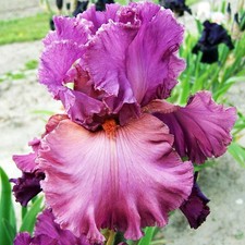 Iris Rhizom Iris Germanica