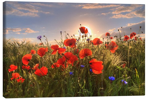 Leinwandbild mohn licht - mohn, im