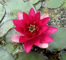 Wasserpflanzen Wolff Pflanzkorb fix und fertig Nymphaea Perry  Baby Red Seerose