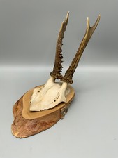 REH KIDS GEWEIH MONTIER AUF