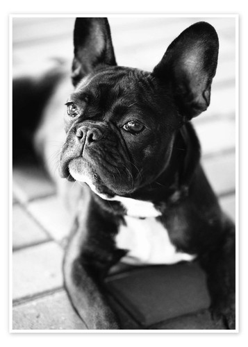 Poster französische bulldogge - poster,