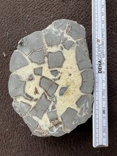 Utah Septarian Nodules Knötchen gross UV LICHT Geode Ca 50 Millionen Jahre Alt