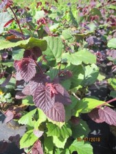 Corylus avellana Rotblättrige