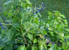 15 Samen Efeu Heimisch Ranke TOP Wild gut Saatgut Garten Epheu Baumwinde Ebich