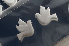 2 x Wachstaube Taube weiß