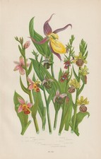 Ragwurzen Ophrys Frauenschuh