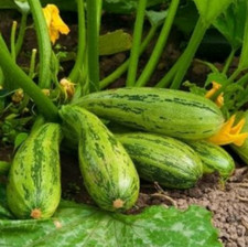 6 Samen Zucchini