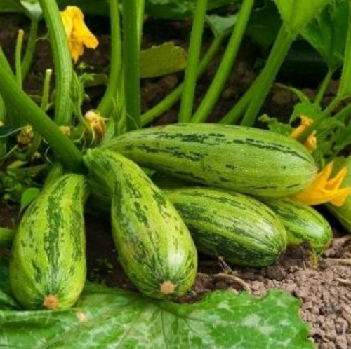Samen zucchini - samen,