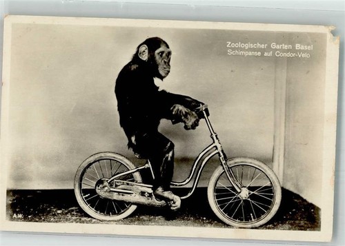 39884231 basel schimpanse - -,