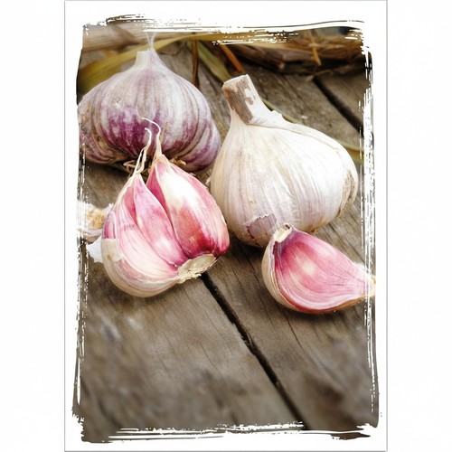 Knoblauch gewächs germidour - knoblauch,