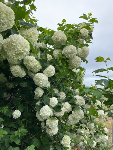 Echter schneeball viburnum - schneeball,