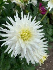 dahlien knollen,3 versch. Sorten