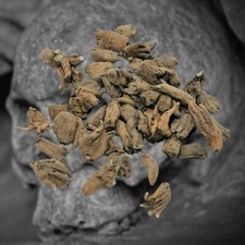 **LUCKY HAND VOODOO ROOT -