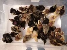 34 Wachteleier Bruteier