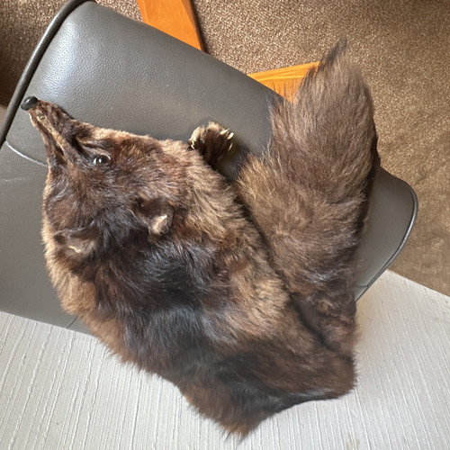 Echte fuchsstola - fuchsstola, (vintage)
