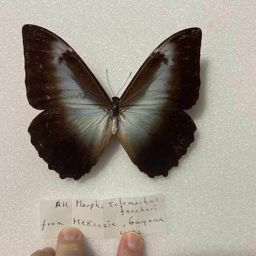 Entomologie*Morpho