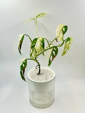 Monstera adansonii albo - monstera,