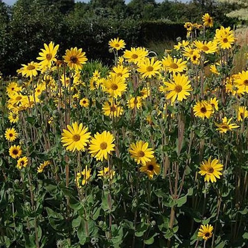 Stauden sonnenblume monarch - stauden,
