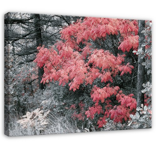Leinwand baum wald natur - baum, rot