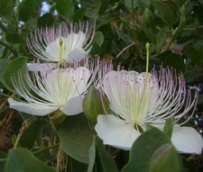 SAMEN KAPERNBUSCH exotische