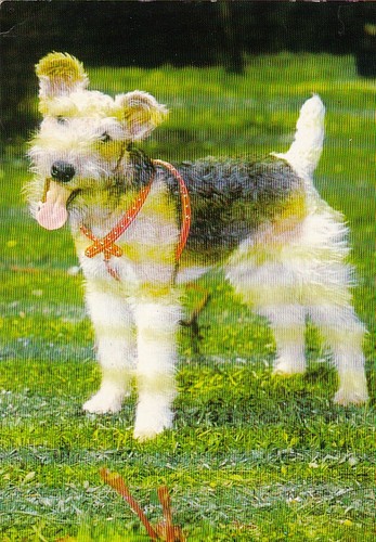 Fox terrier postkarte - , ***